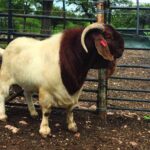 Goat farming, a boon in Gwanda