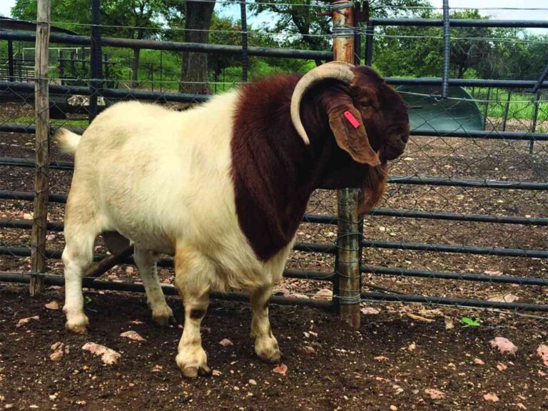 Goat farming, a boon in Gwanda